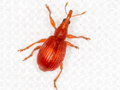 Perapion hydrolapathi